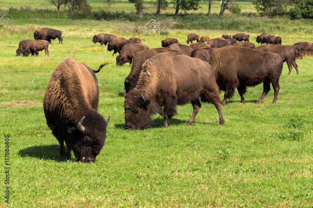 American bison(Bison bison) simply buffalo