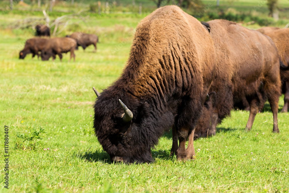 American bison(Bison bison) simply buffalo
