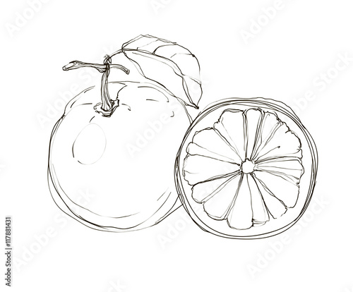 Vector fresh ripe grapefruit with leaves.