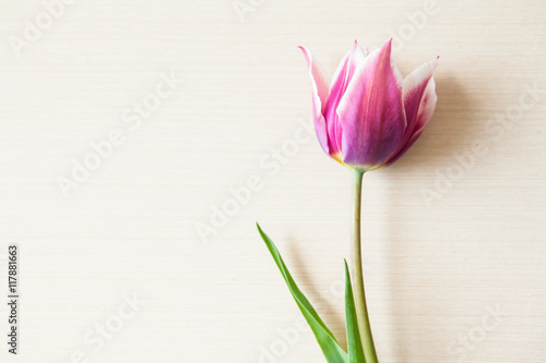 Fototapeta Naklejka Na Ścianę i Meble -  Red tulip on wooden background with copy space. Spring backgroun