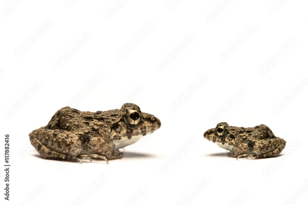 Frogs white background, Close-up, macro photos Frogs white background, Close-up, macro photos