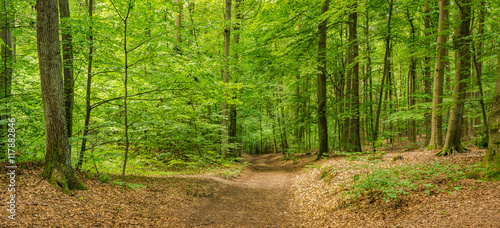 Wald Natur Spazierweg