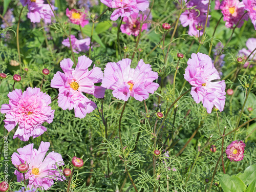 Cosmea, Cosmos bipinnatus, Schmuckkörbchen