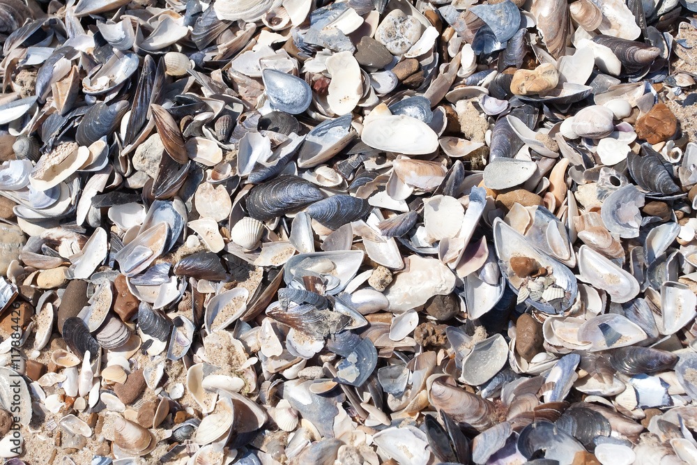 Seashells background. Many sea shells on a beach summer background. Small seashells and sand beach holiday background, summer backdrop. 
