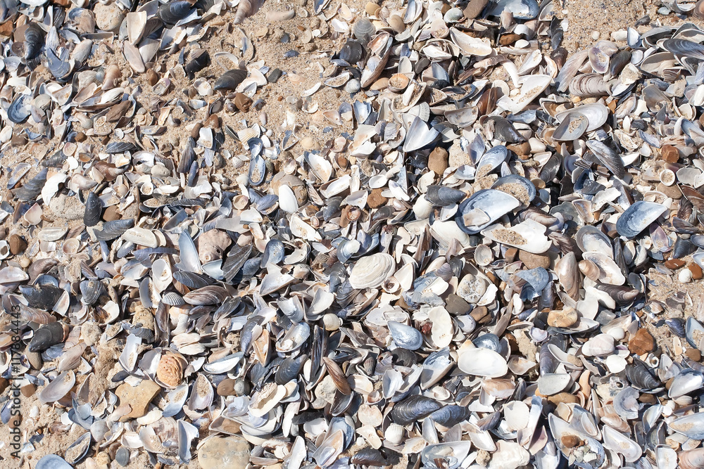 Background of small shells on the beach in the summer. Stock Photo by  ©Noppharat_th 47682059