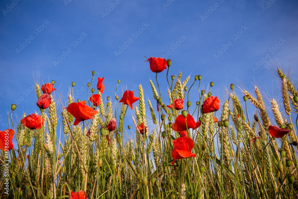 Fototapeta premium Robe de Coquelicot