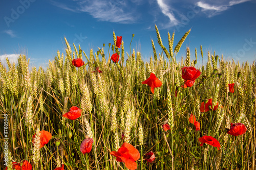 Fototapeta Naklejka Na Ścianę i Meble -  Les pétales rouge