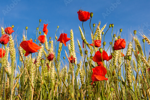 Fototapeta Naklejka Na Ścianę i Meble -  Robe de Coquelicot