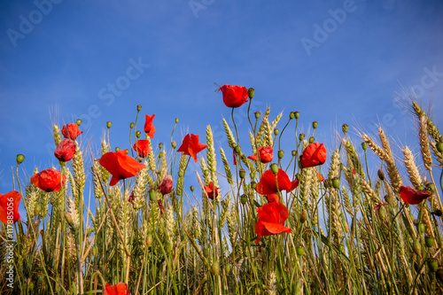 Fototapeta Naklejka Na Ścianę i Meble -  Robe de Coquelicot
