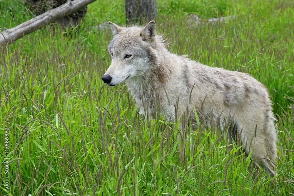 A grey wolf in the grass in Alaska