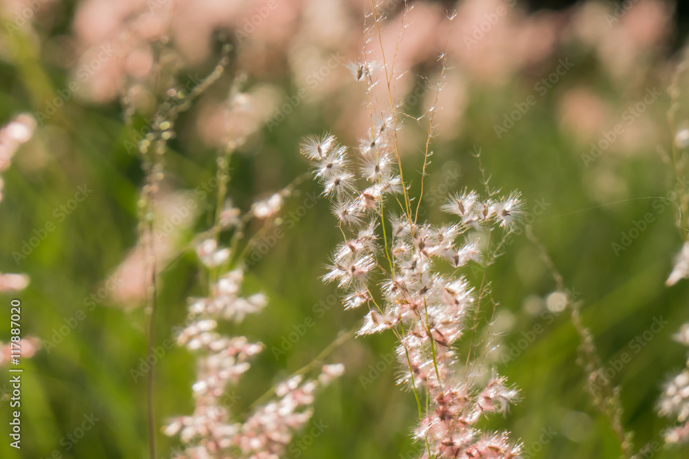 grass/grass flower on summer morning sunrise grass/grass flower on summer morning sunrise