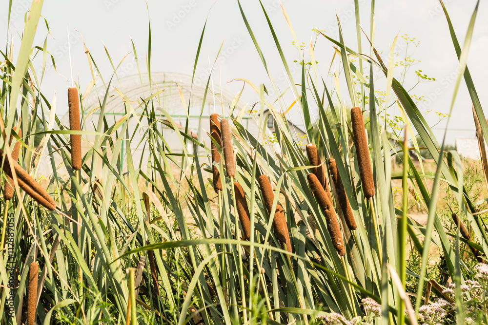 Obraz premium reed
