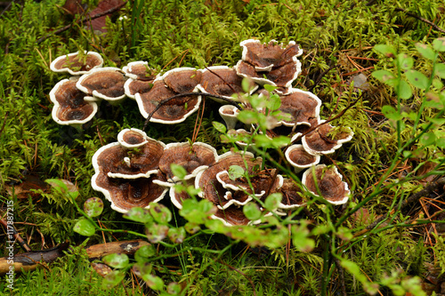 симпатичная грибная семейка на лесной полянке.