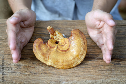 Lingzhi mushroom