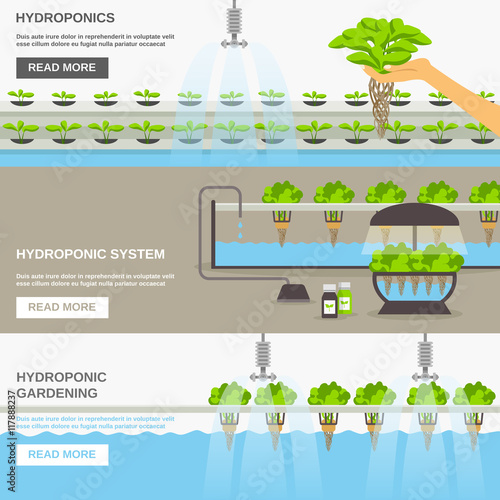 Hydroponic System Illustration