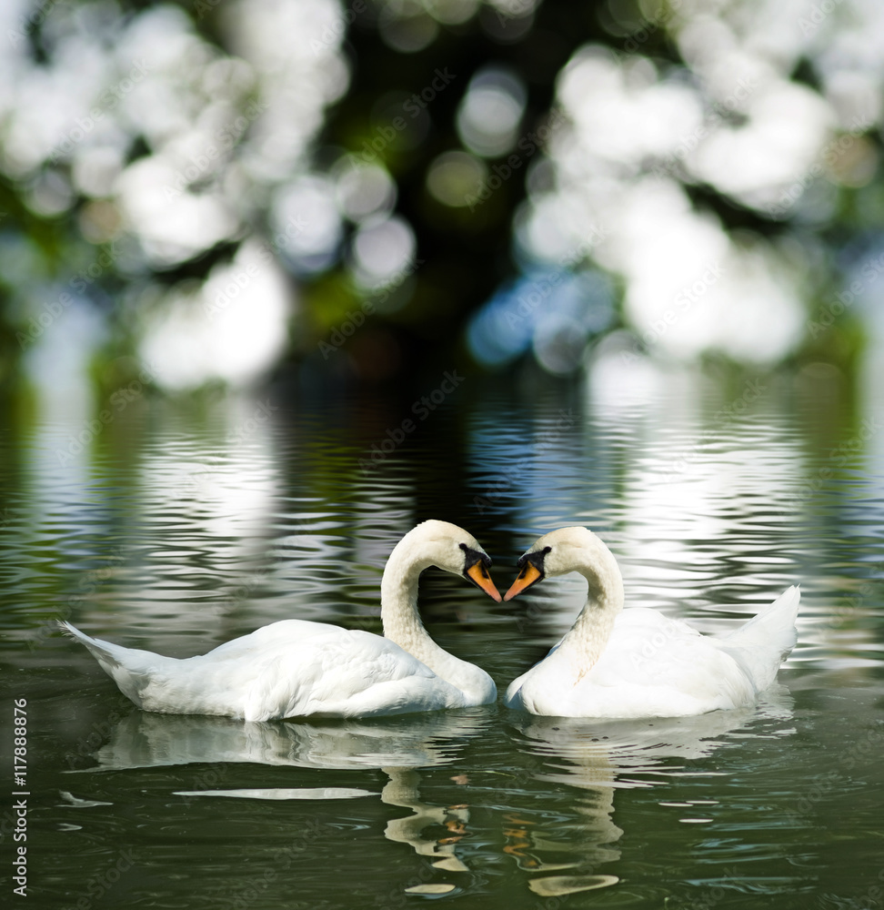 Obraz premium image of two swans on the water close-up