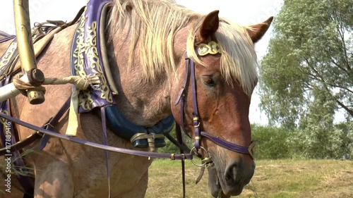 The video shows horse eating hay clous up. Background photo