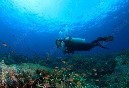 Scuba dive coral reef