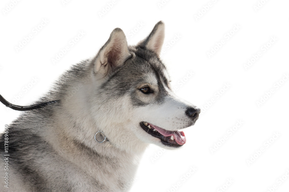 Purebred husky dog isolated on white background