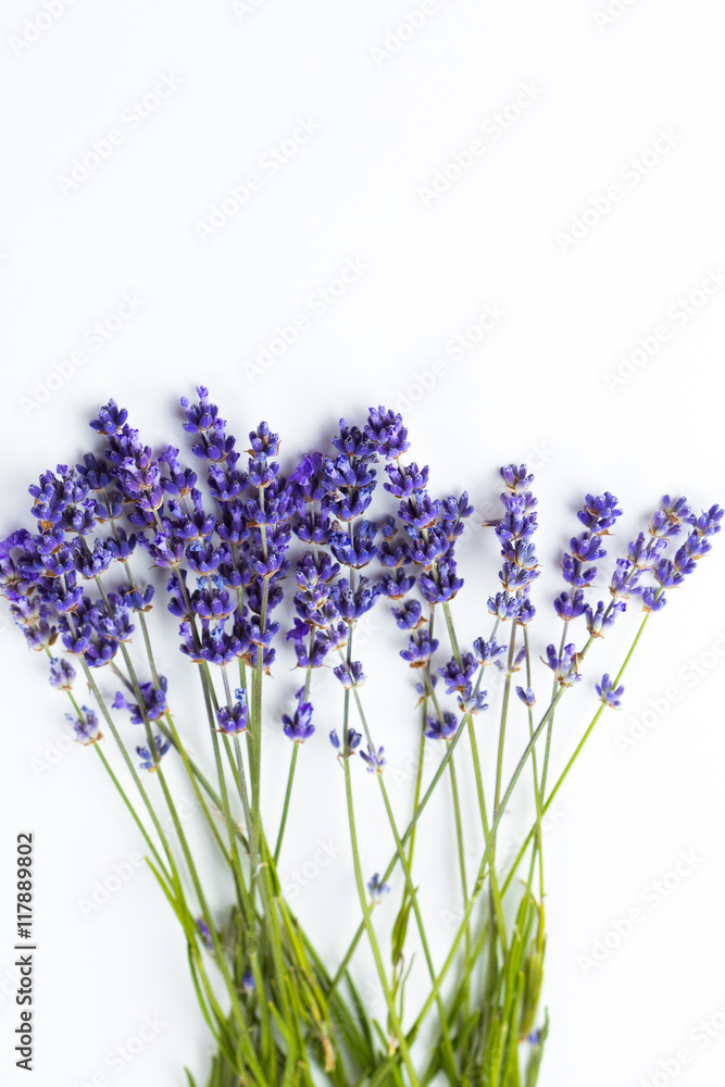 Fototapeta premium Lavender flowers isolated on white background