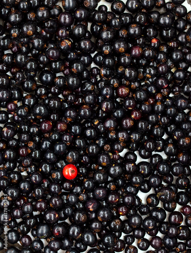 Fresh delicious organic black currant as a background Fresh delicious organic black currant as a background