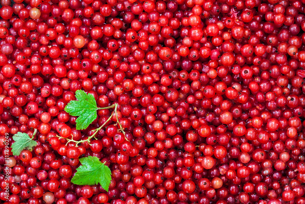 Fresh delicious organic red currant as a background Fresh delicious organic red currant as a background