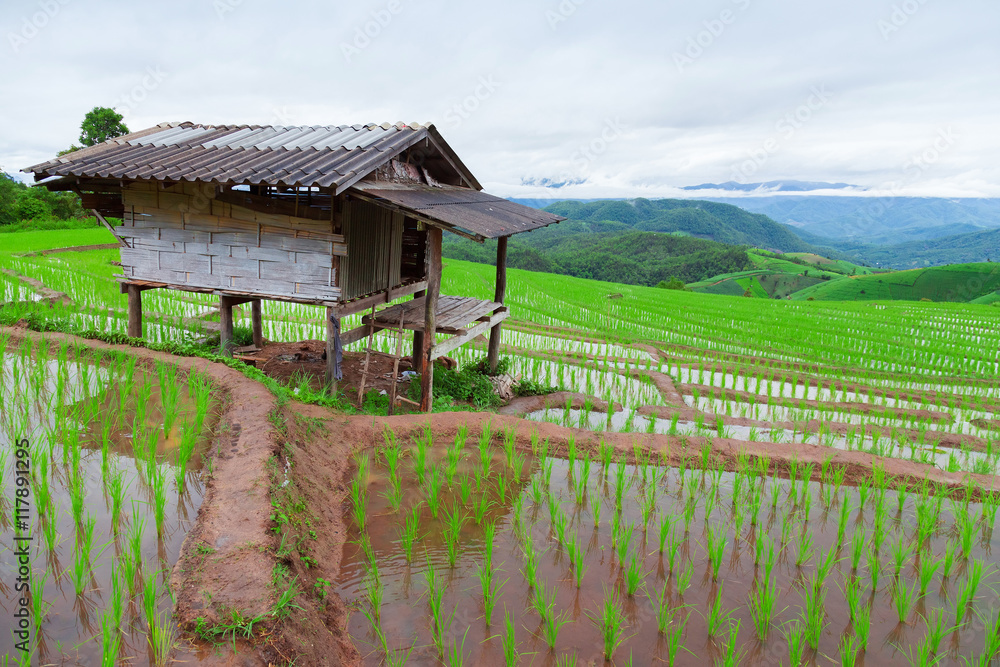 Green Terraced Rice Field in Pa Pong Pieng