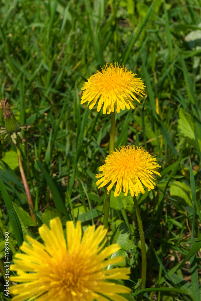 image of beautiful flowers closeup image of beautiful flowers closeup