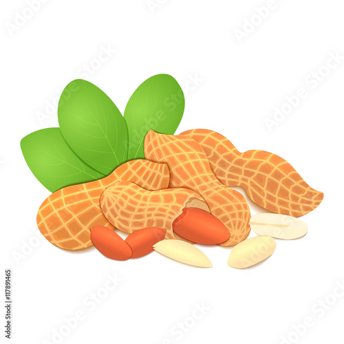Vector illustration peanut nut. A handful of shelled peanuts nuts in shell and shelled, leaves. Tasty Image on white background nuts for printing on packaging, advertising of healthy foods