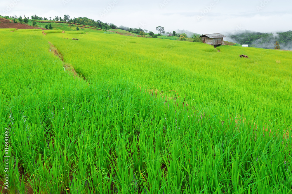 Obraz premium Green Terraced Rice Field in Pa Pong Pieng