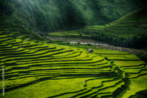 Fototapeta Rice fields on terraced