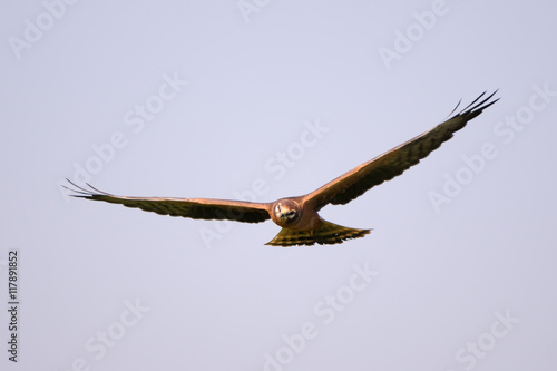 Front view of flying Montagus harrier