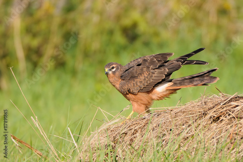 Juvenile Montagus harrier flapping wings at the meadow