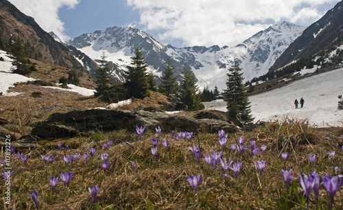 Spring crocus and snowy mountains