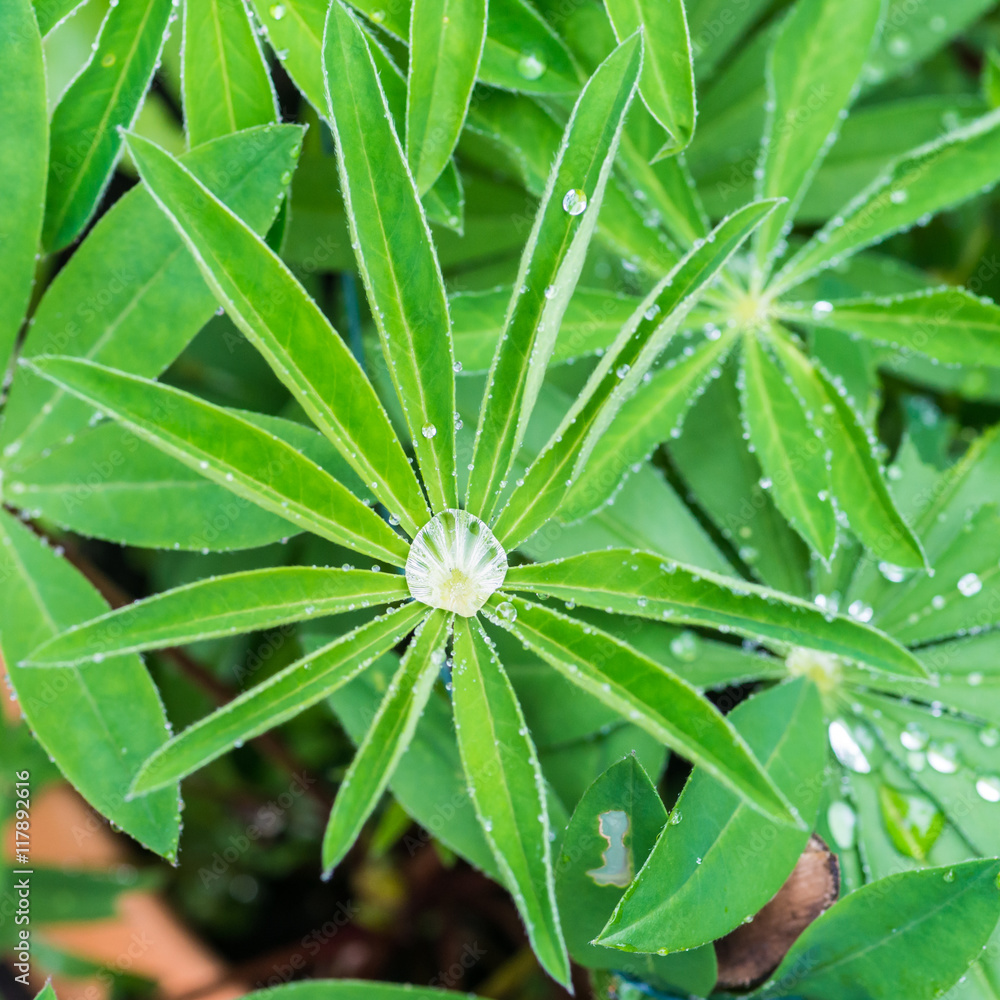 Lupin Liquid Lupin Liquid