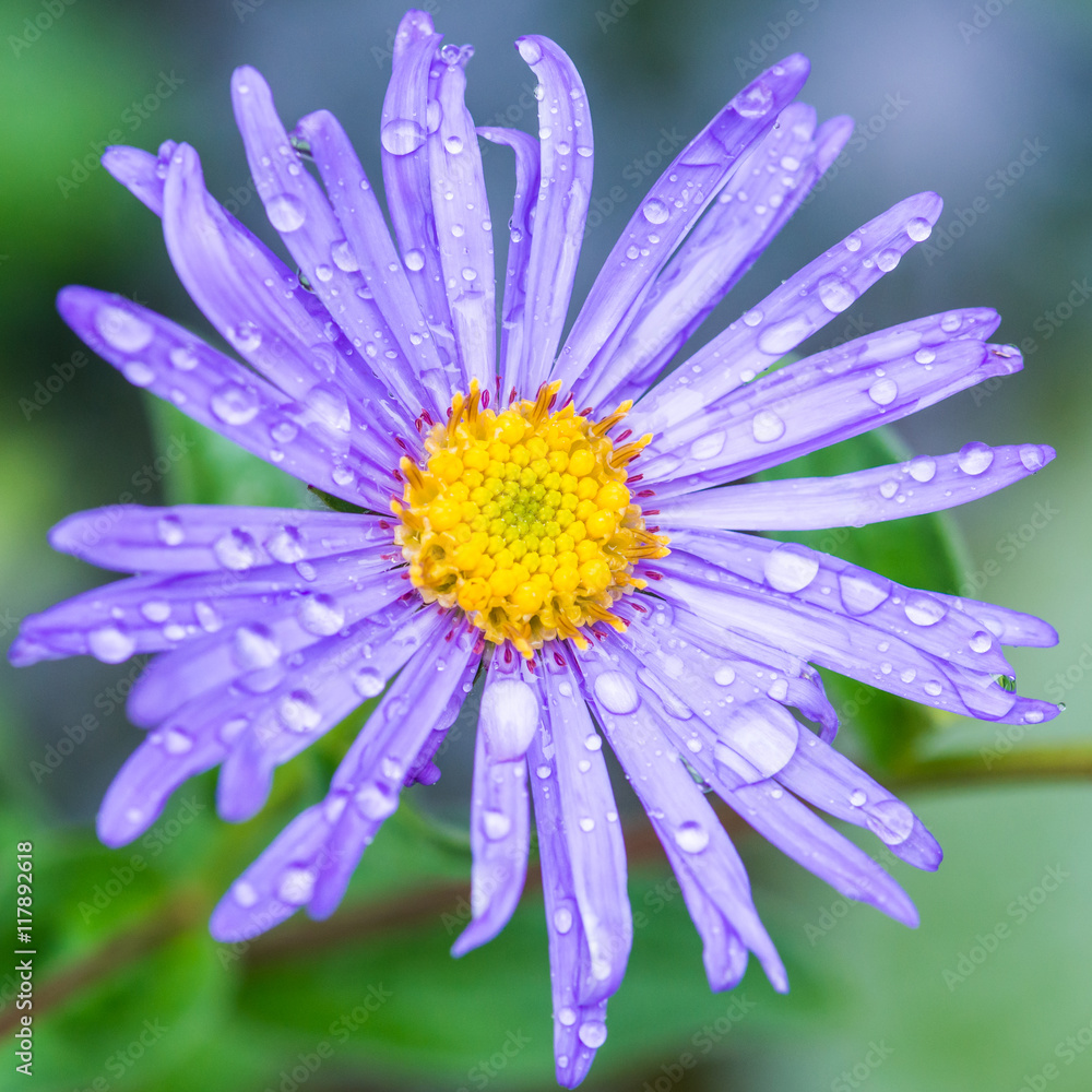 Obraz premium Wet Aster