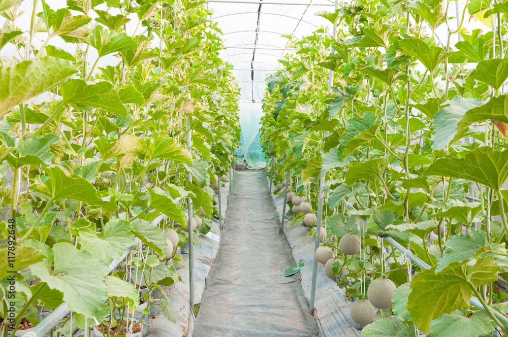 growing melons in greenhouse,Young melon in organic farm Stock Photo