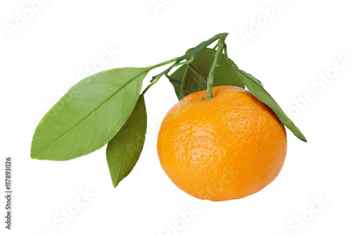 Mandarin (tangerine) on white background