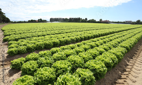 field of green lettuce grown on sandy soil © ChiccoDodiFC