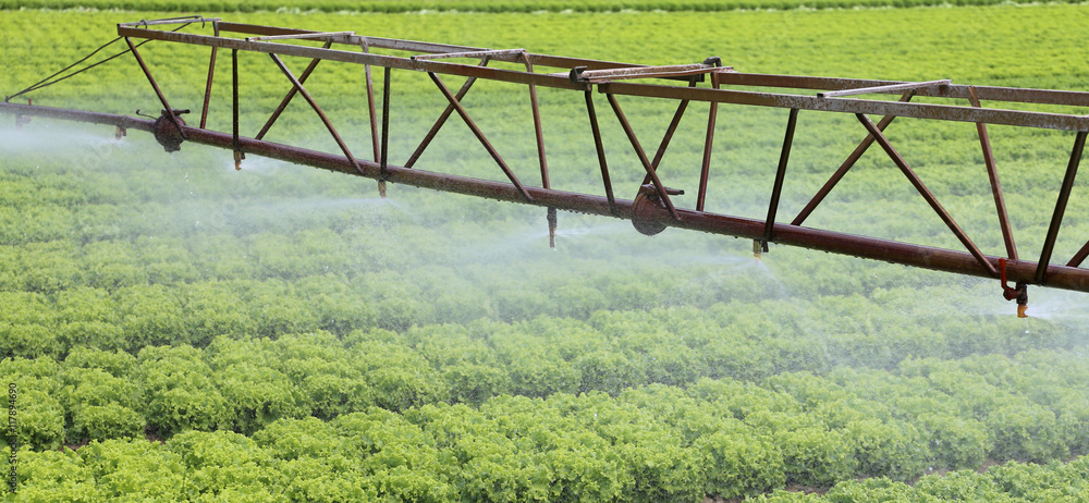 automatic irrigation system of a lettuce field in summer automatic irrigation system of a lettuce field in summer