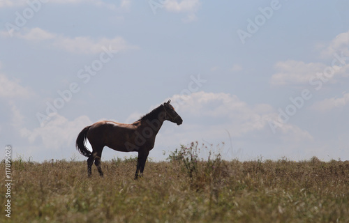 A horse that heard the footsteps of the owner