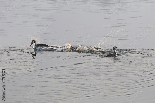 Crested grebes. Chick and mother who was frightened each other