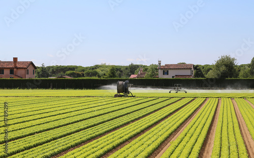 irrigation system of a lettuce field in summer
