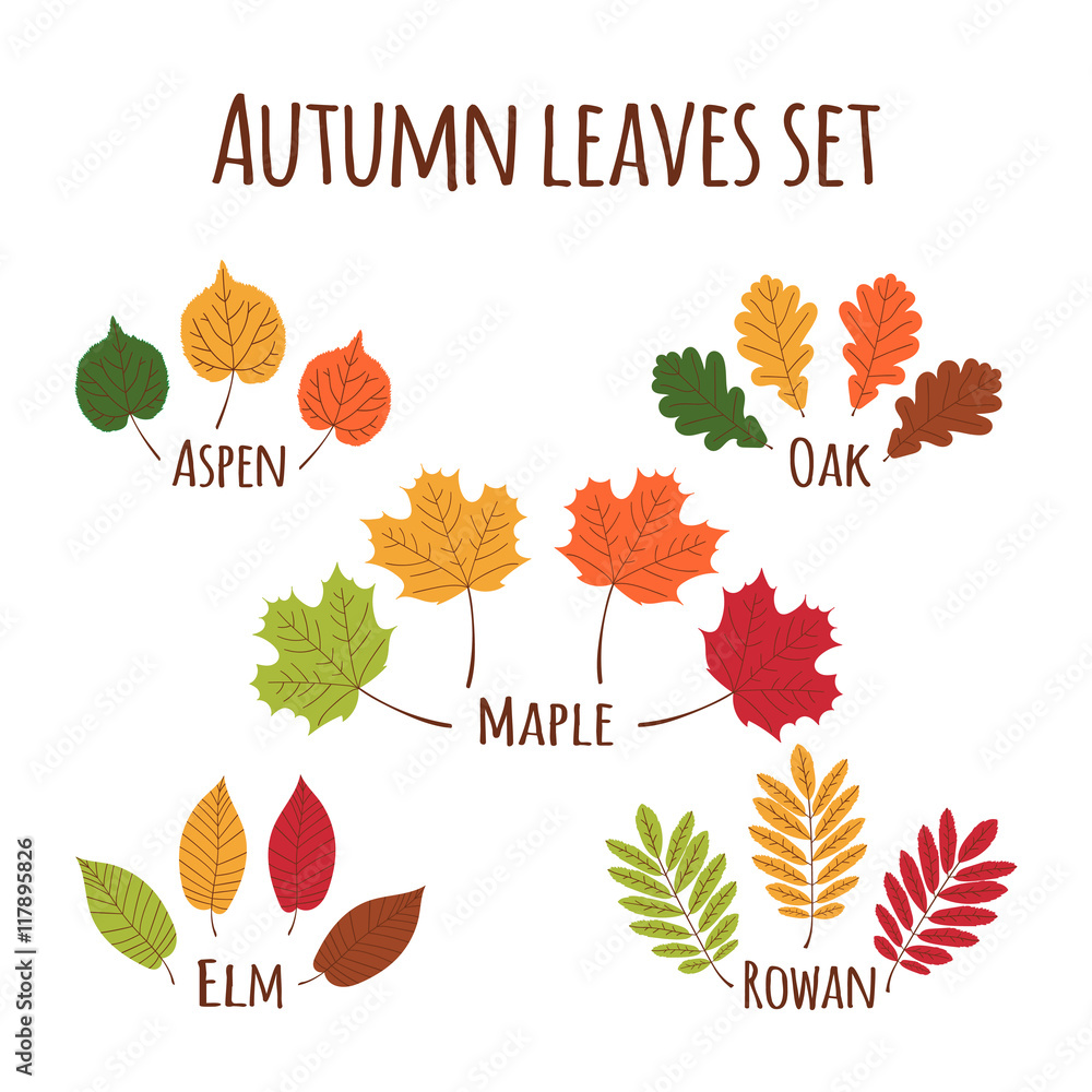 Autumn leaves set vector. Fall leaf icons isolated on white background