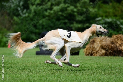 Saluki beim Lure Coursing