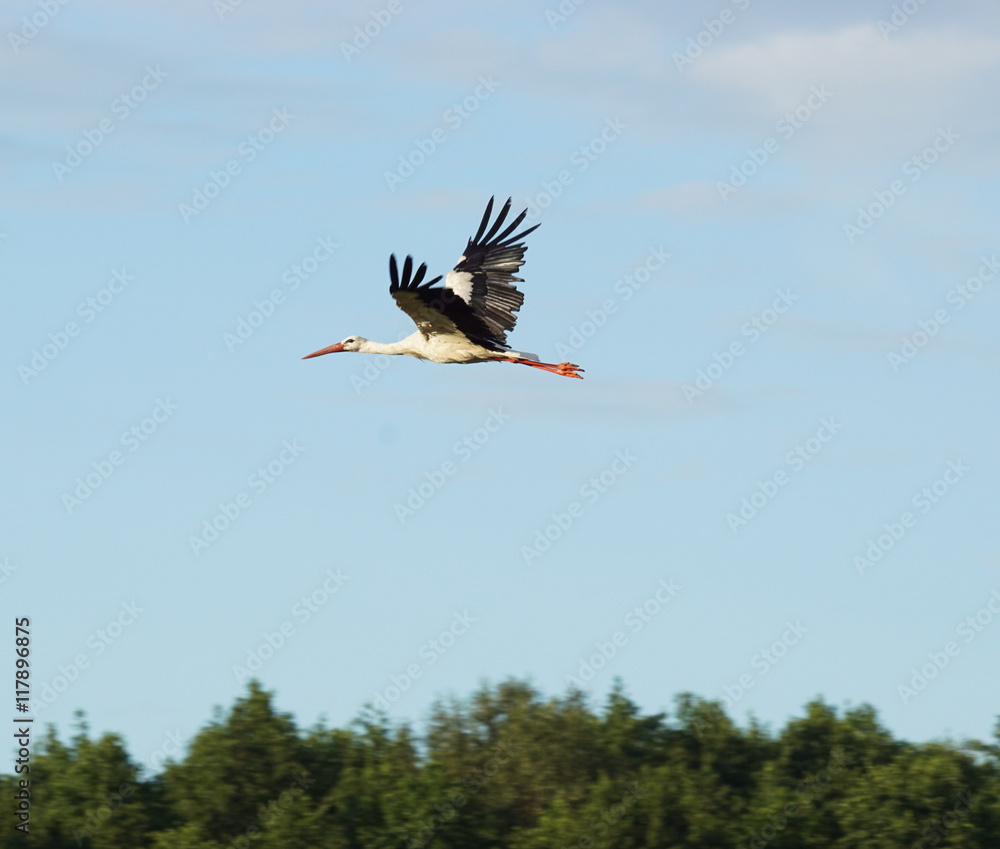 Naklejka premium bocian