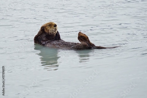 Wild sea otter in the water in alaska