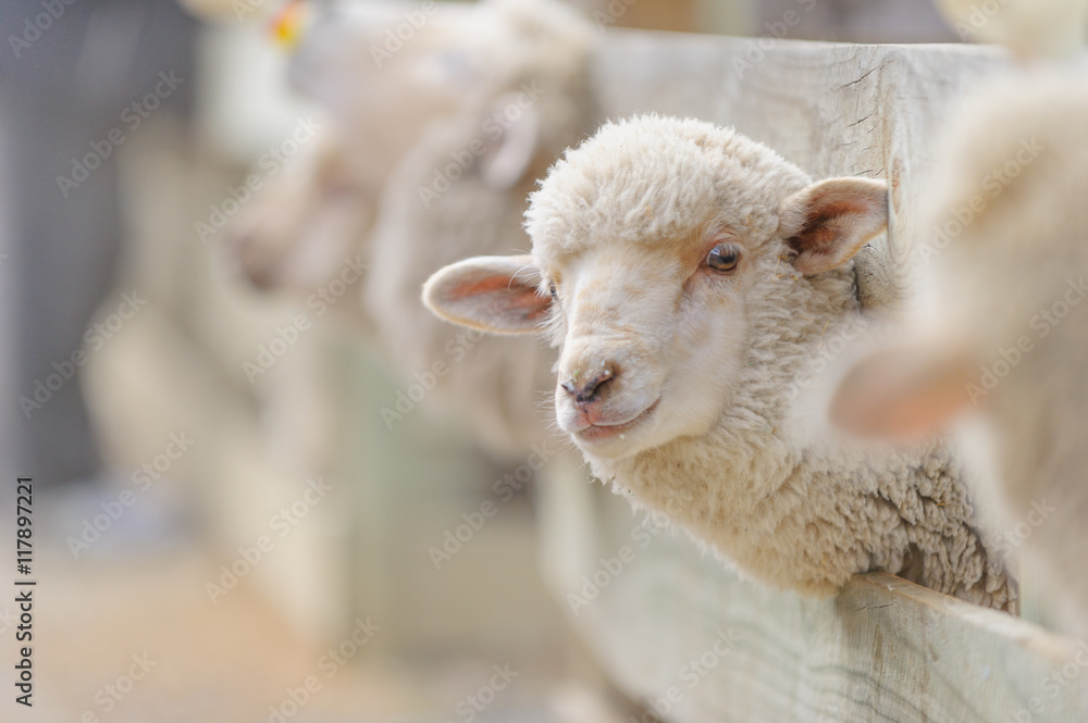 Obraz premium sheep breeding and farming - Schaf Aufzucht 