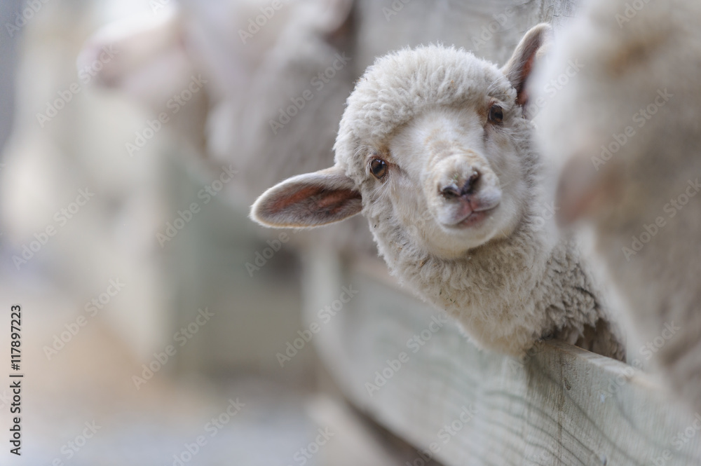 Fototapeta premium sheep breeding and farming - Schaf Aufzucht 