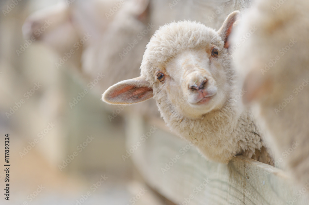Naklejka premium hodowla i hodowla owiec - chów owiec